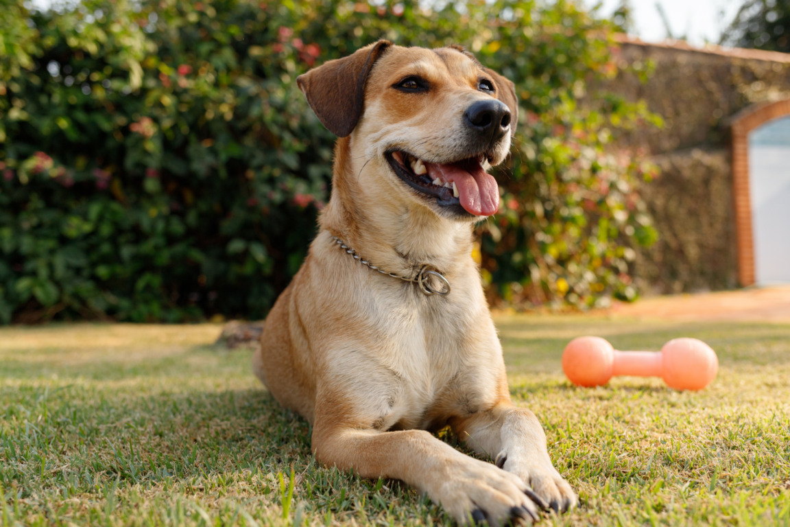 imóvel pet friendly