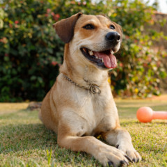 imóvel pet friendly