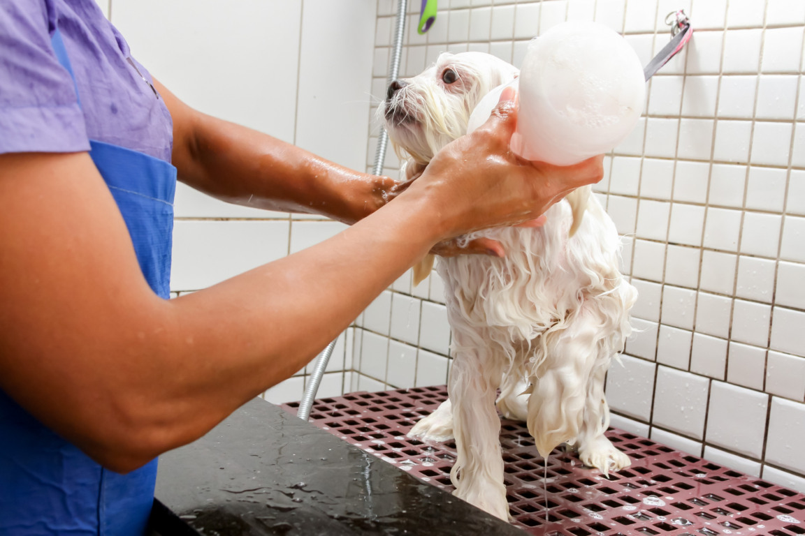 imóvel pet friendly