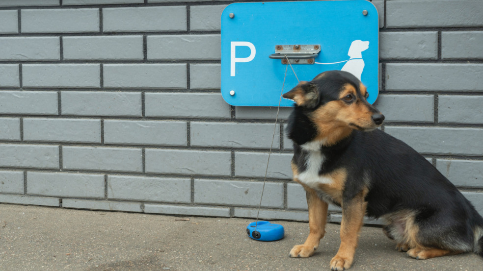 Pets influenciam compra de imóveis Pets influenciam compra de imóveis